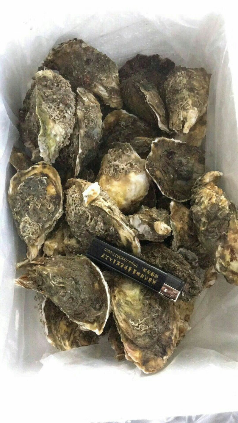 生蚝鲜活烧烤深海原汁鲜蚝牡蛎带壳1件5斤家庭装不包邮