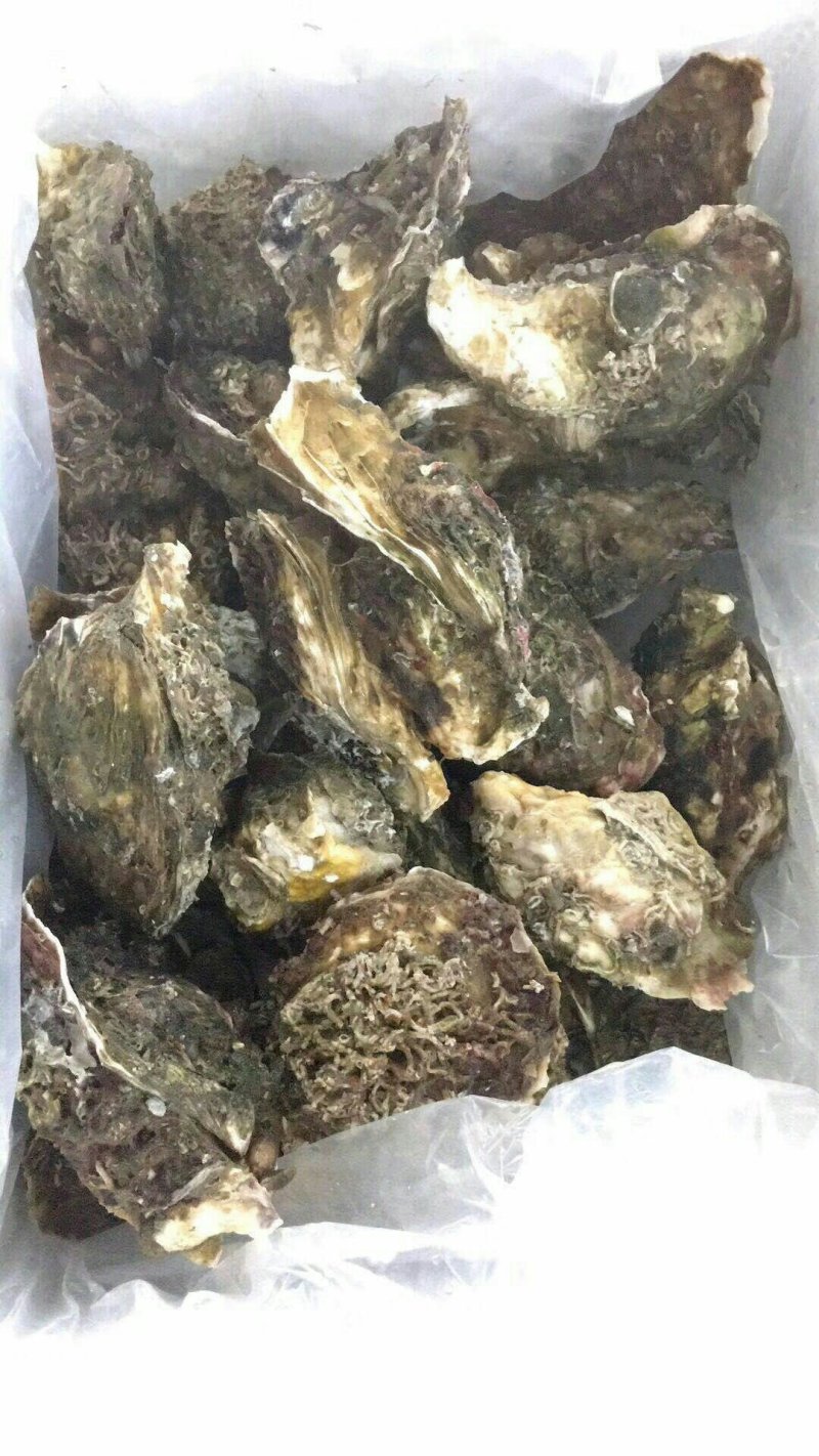 生蚝鲜活烧烤深海原汁鲜蚝牡蛎带壳1件5斤家庭装不包邮
