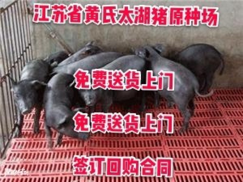 福建苏太母猪价格全国免费送到家