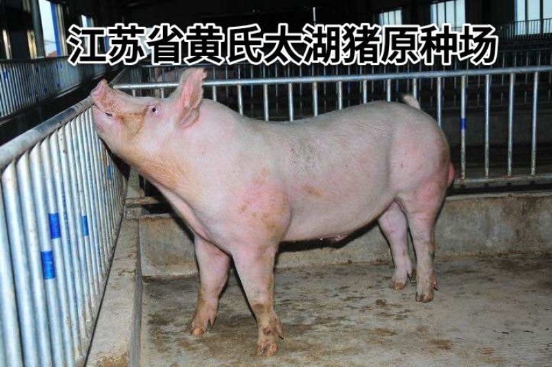 福建苏太母猪价格全国免费送到家