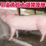 福建苏太母猪价格全国免费送到家