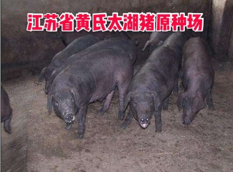 山东苏太母猪价格全国免费送货到家