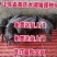 山东苏太母猪价格全国免费送货到家