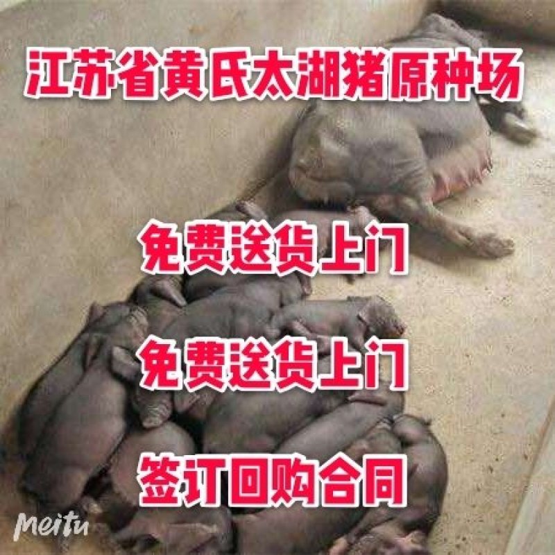 山东苏太母猪价格全国免费送货到家
