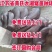 山东苏太母猪价格全国免费送货到家