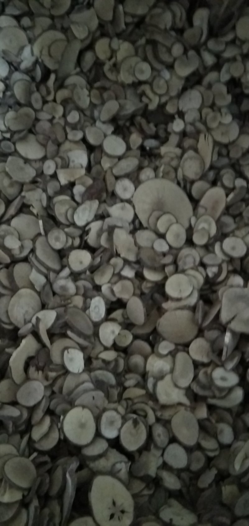 饮片乌药片圆片品质保证量大从优欢迎联系