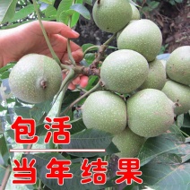 《基地直销》新品种香玲8518嫁接核桃苗