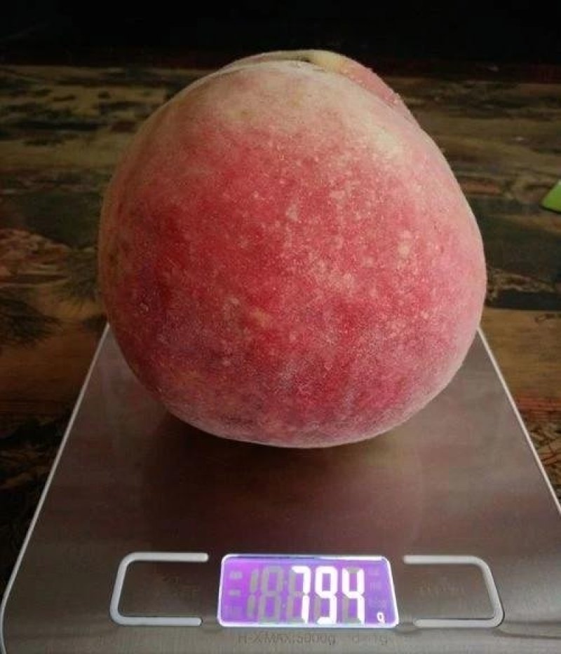 桃树苗、包纯度、包技术