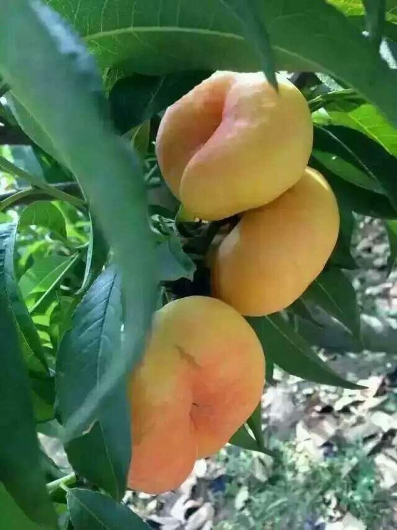 桃树苗、包纯度、包技术