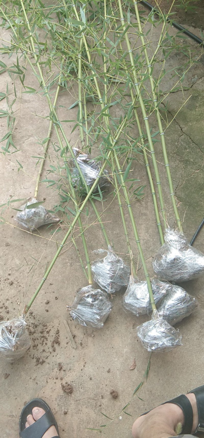 早园竹竹子1~5公分基地直销技术支持包成活