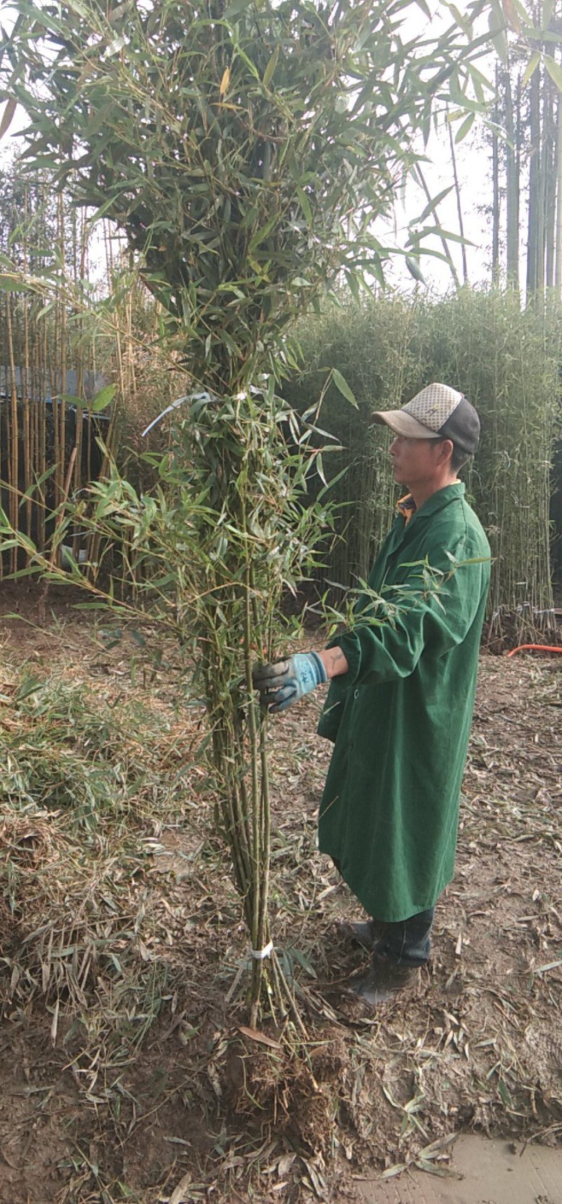 早园竹竹子1~5公分基地直销技术支持包成活