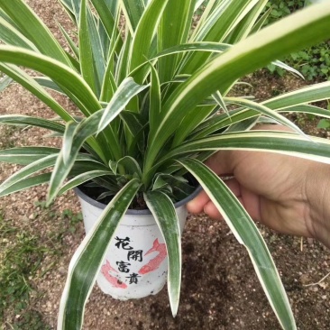 空气卫士高脚杯精品的金边吊兰，观赏价值高