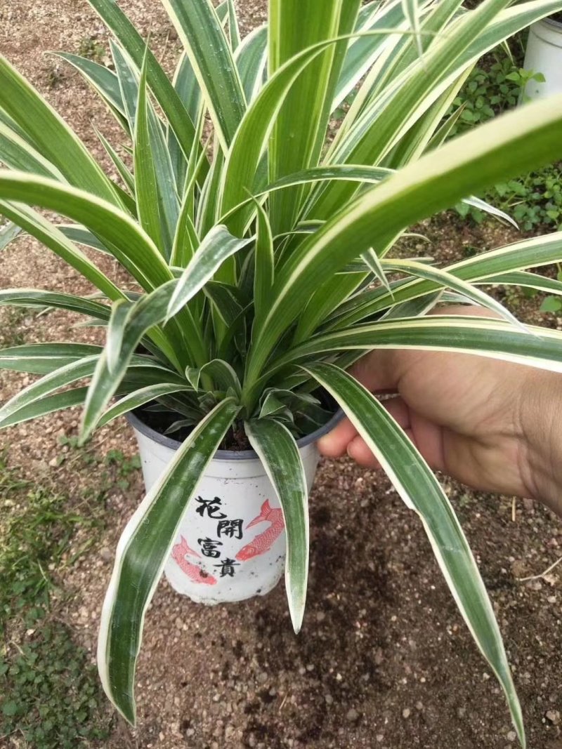 空气卫士高脚杯精品的金边吊兰，观赏价值高