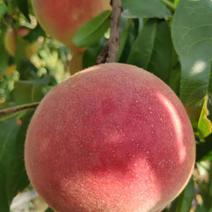 春丽桃树苗，早熟品种，个大全红，口感脆甜，提供技术
