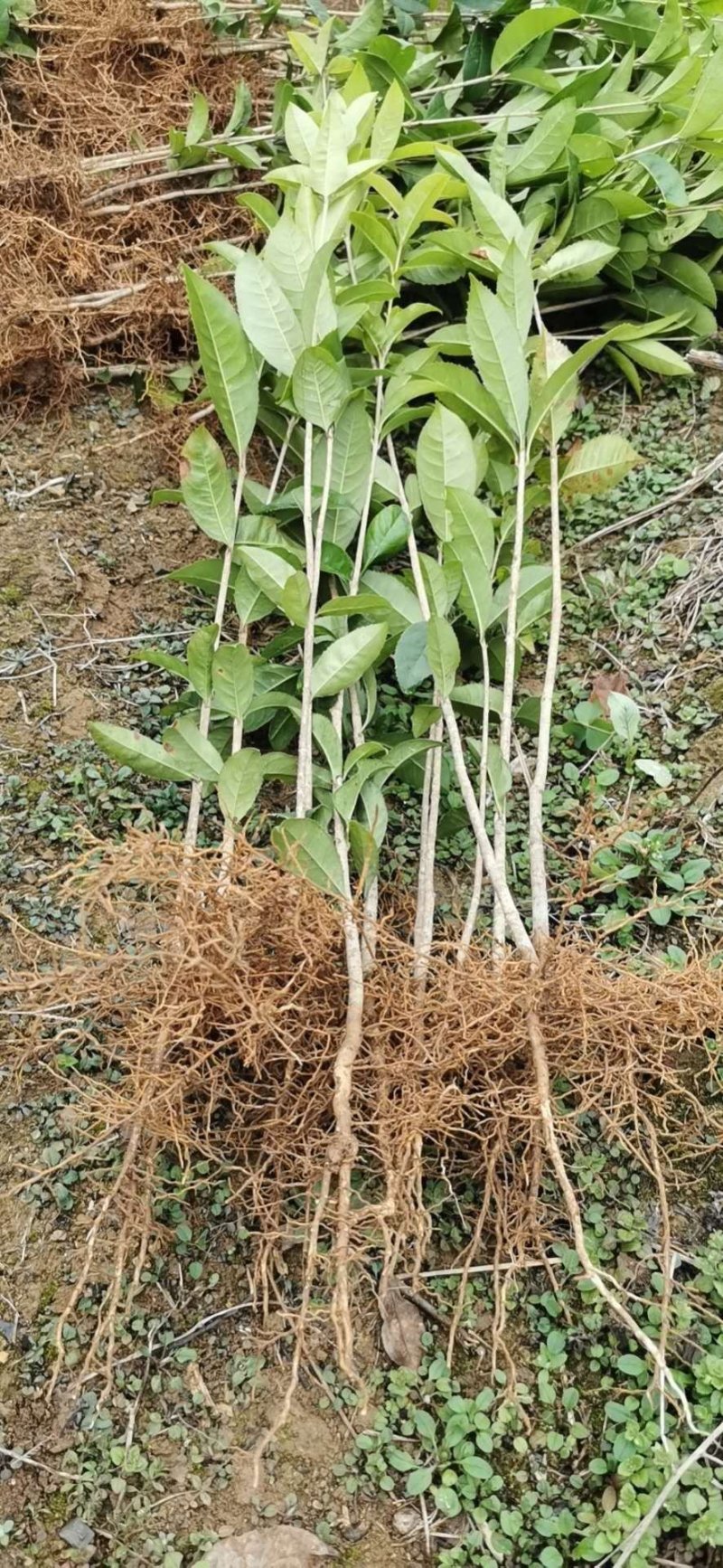 丹桂花苗，八月桂，小芽苗.大苗，大树，产地直供，