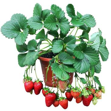 奶油草莓苗四季，结果草莓苗盆栽，合适南北方阳台种植