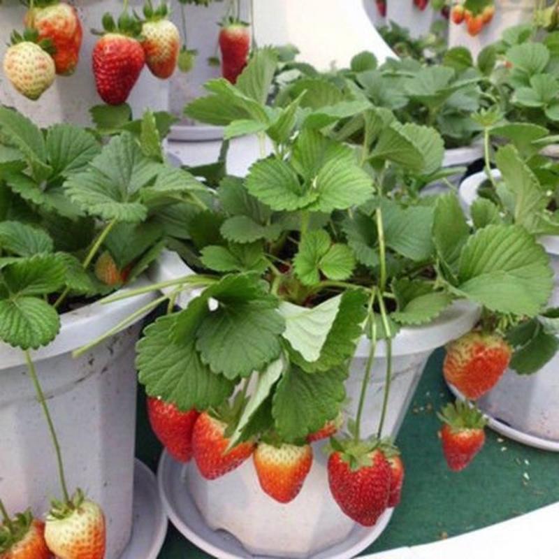 奶油草莓苗四季，结果草莓苗盆栽，合适南北方阳台种植