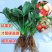 奶油草莓苗四季，结果草莓苗盆栽，合适南北方阳台种植