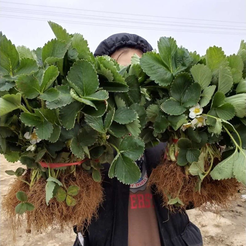 奶油草莓苗四季，结果草莓苗盆栽，合适南北方阳台种植