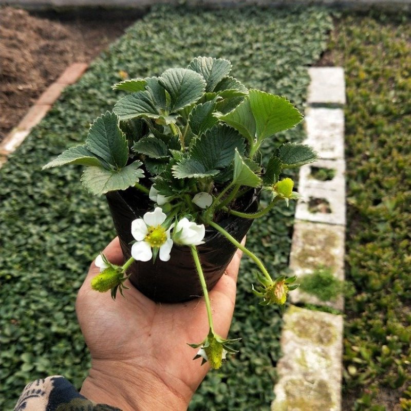 奶油草莓苗四季，结果草莓苗盆栽，合适南北方阳台种植