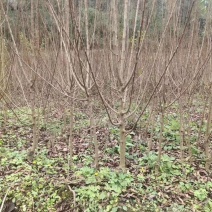 出售正宗峰糖李树苗，产地直销