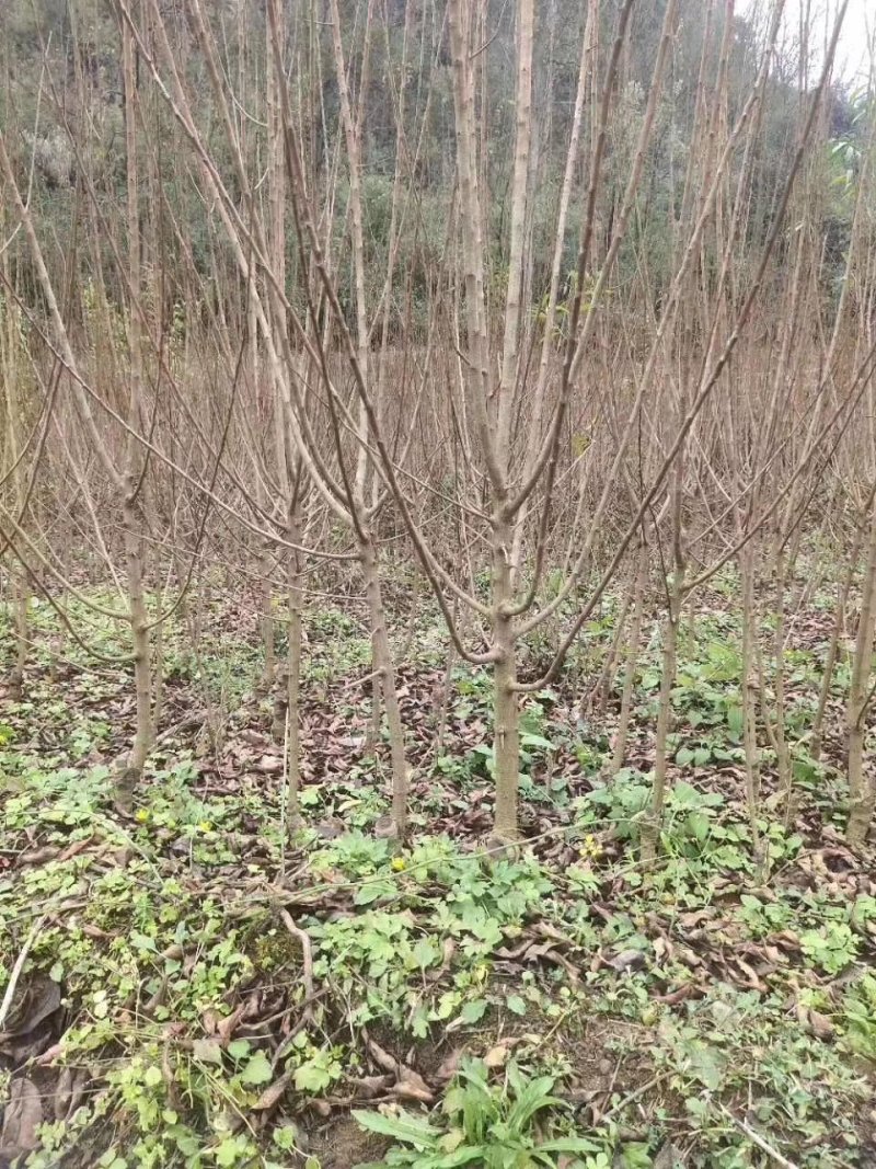 出售正宗峰糖李树苗，产地直销