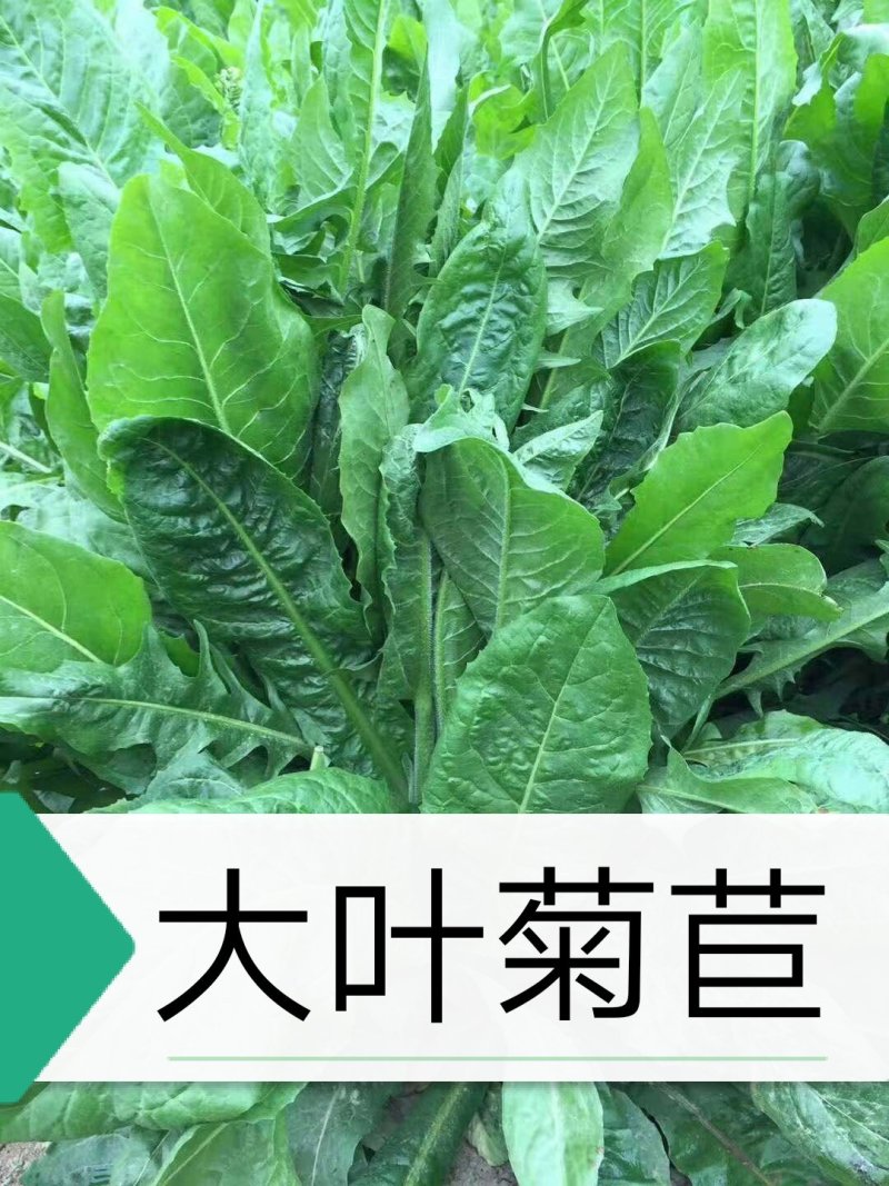 菊苣种子(大叶)多年生4斤/亩春夏秋均可播种包邮