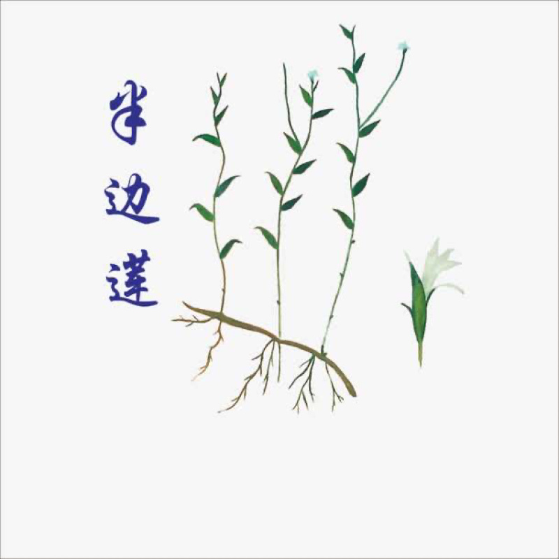 半边莲半边连半边花农家初选