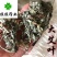 佳佳药业供应艾叶大艾叶小艾叶产地直销