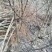 四川蜂糖李子苗原产地发货早熟离核易成活可签订合同免费指导