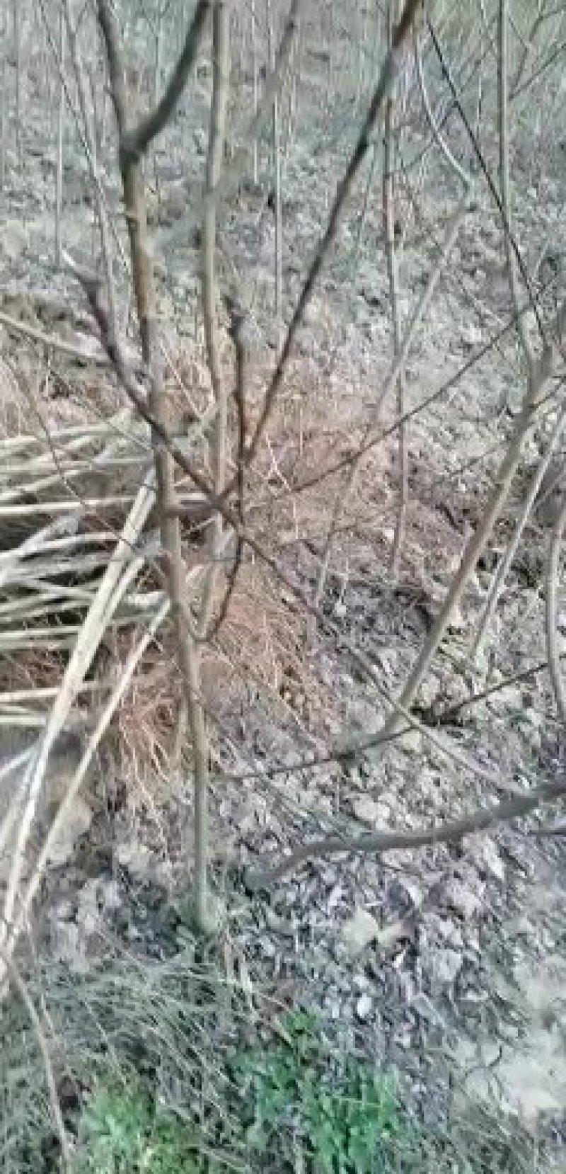 四川蜂糖李子苗原产地发货早熟离核易成活可签订合同免费指导