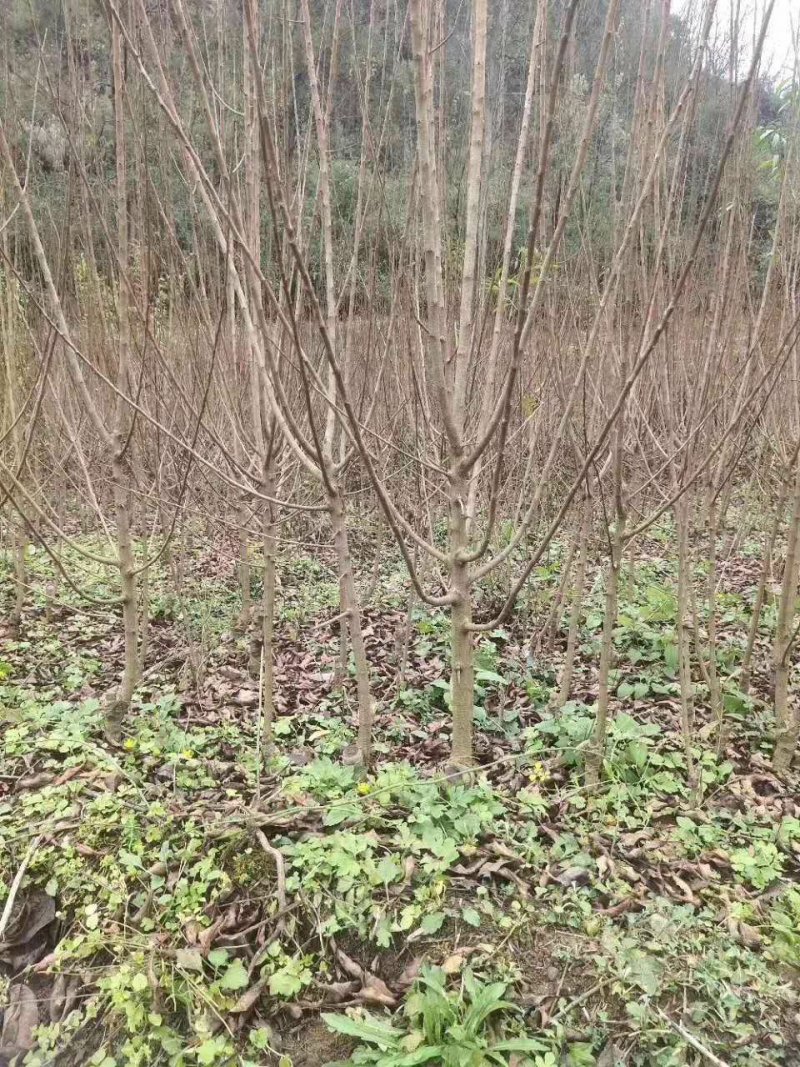 四川蜂糖李子苗原产地发货早熟离核易成活可签订合同免费指导