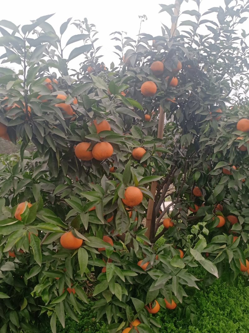 沃柑