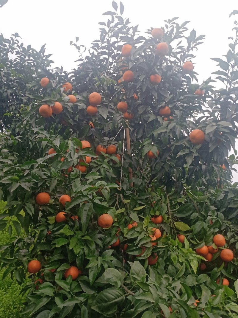 沃柑
