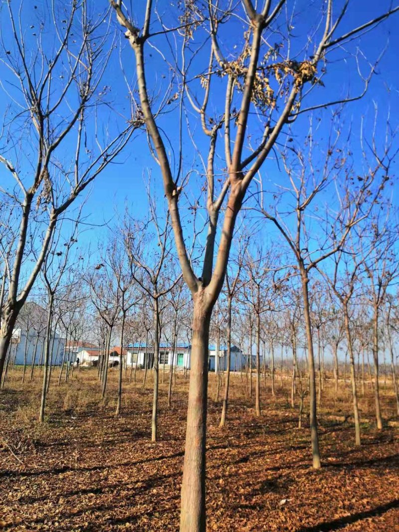 12公分精品栾树价格美丽树形优美量大从优