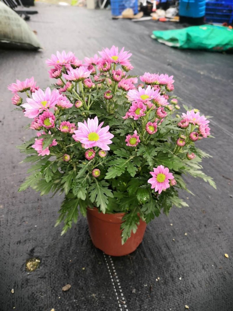 140杯美人菊6元，1件24盆