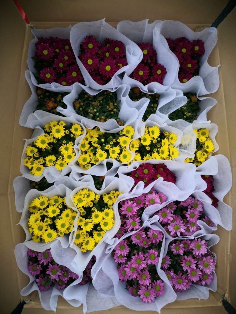 140杯美人菊6元，1件24盆