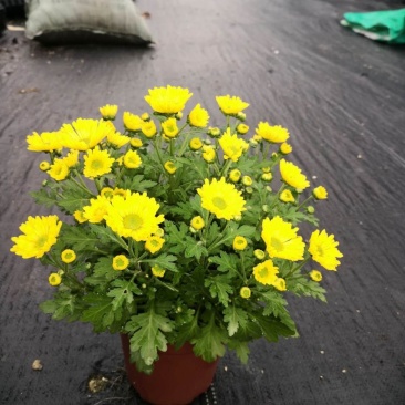 140杯美人菊6元，1件24盆