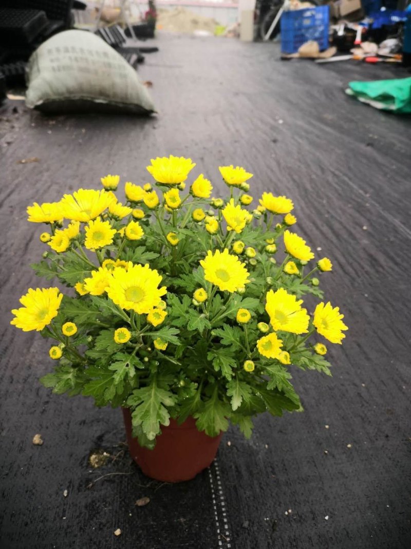 140杯美人菊6元，1件24盆