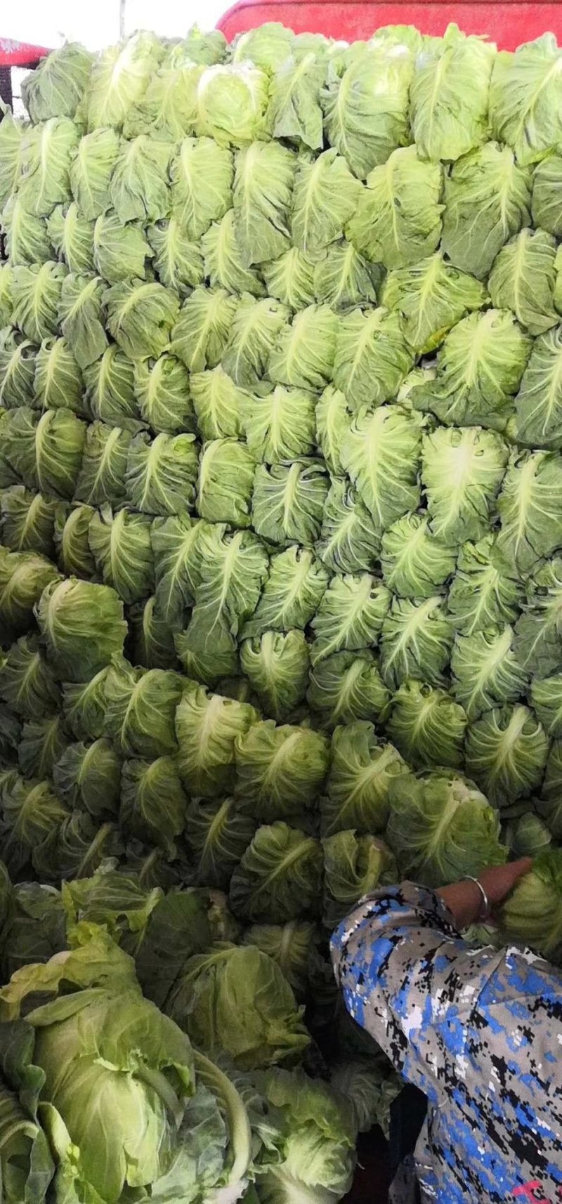 牛心菜