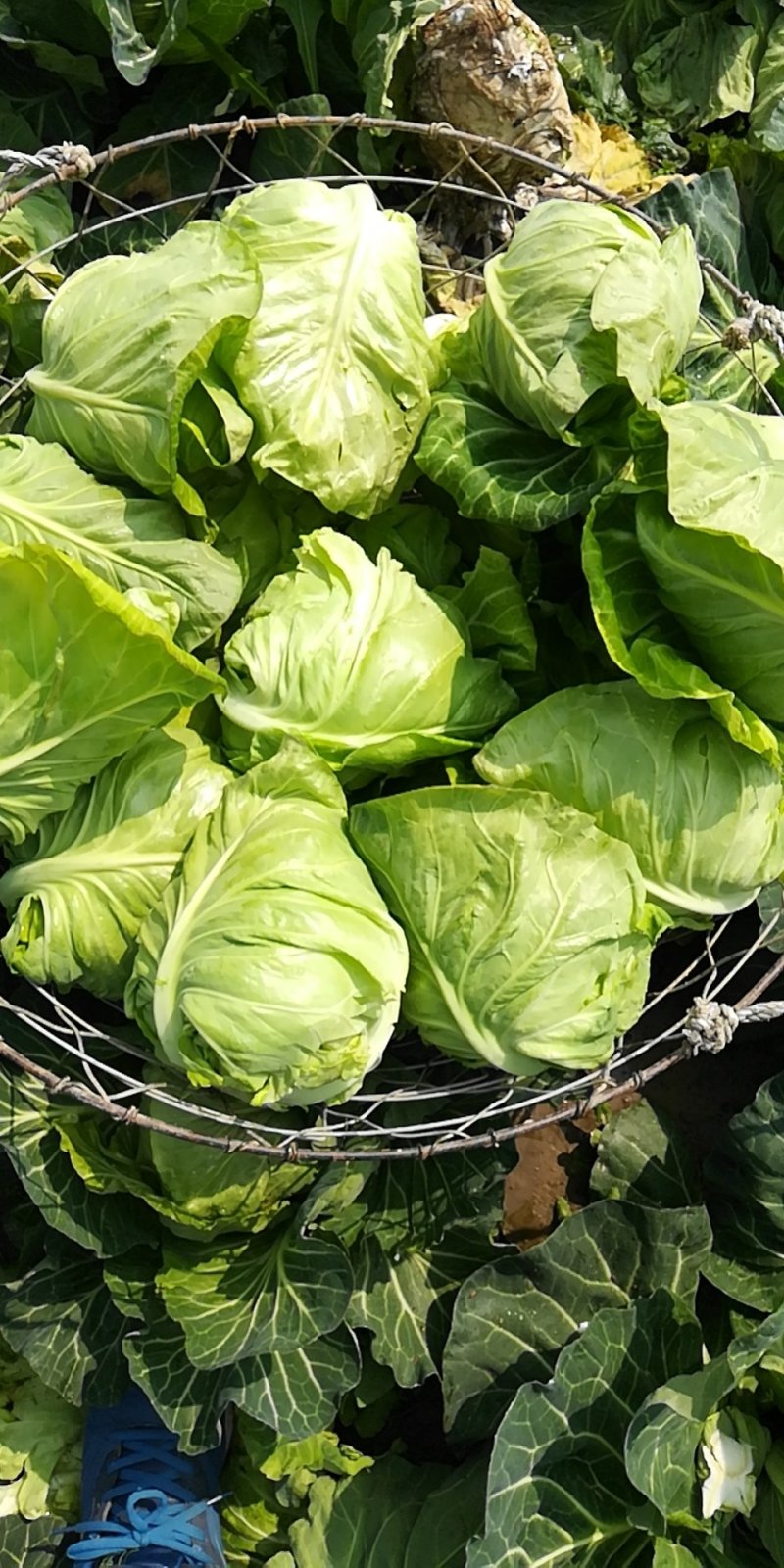 牛心菜