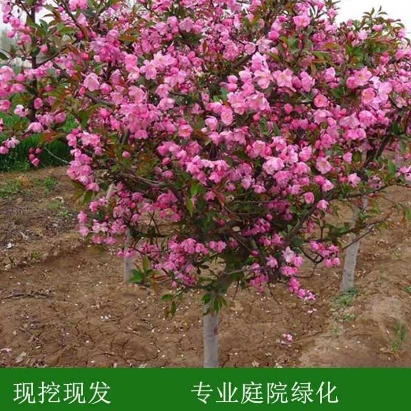 西府海棠，基地直销，规格齐全价格低货源充足，一手货