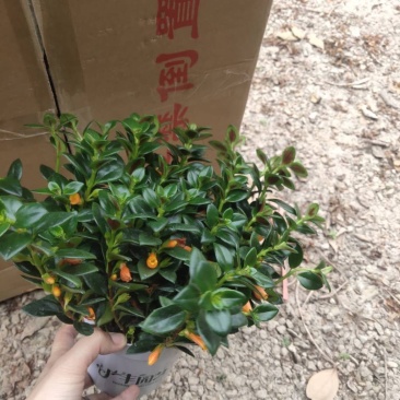 130特级有鱼金鱼花到货，一件24颗，10元颗型大漂亮，
