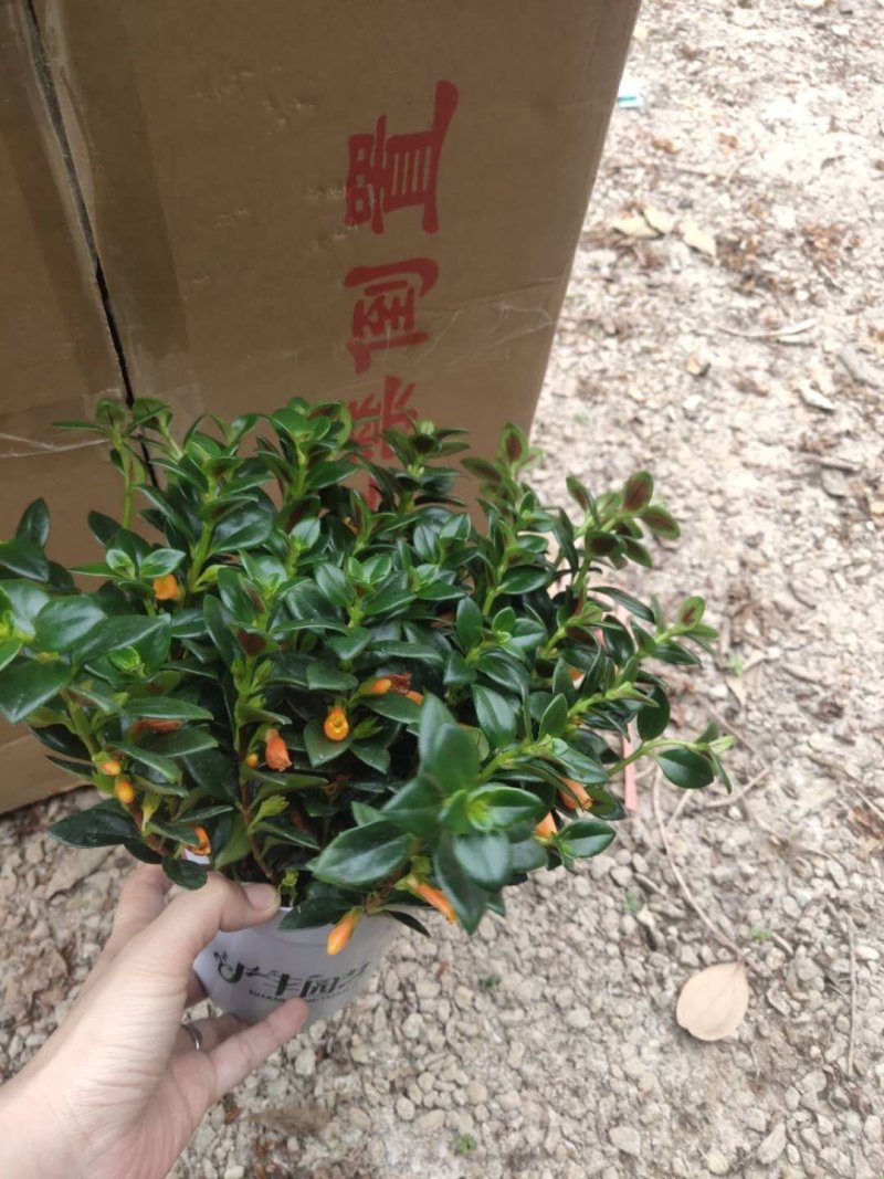 130特级有鱼金鱼花到货，一件24颗，10元颗型大漂亮，