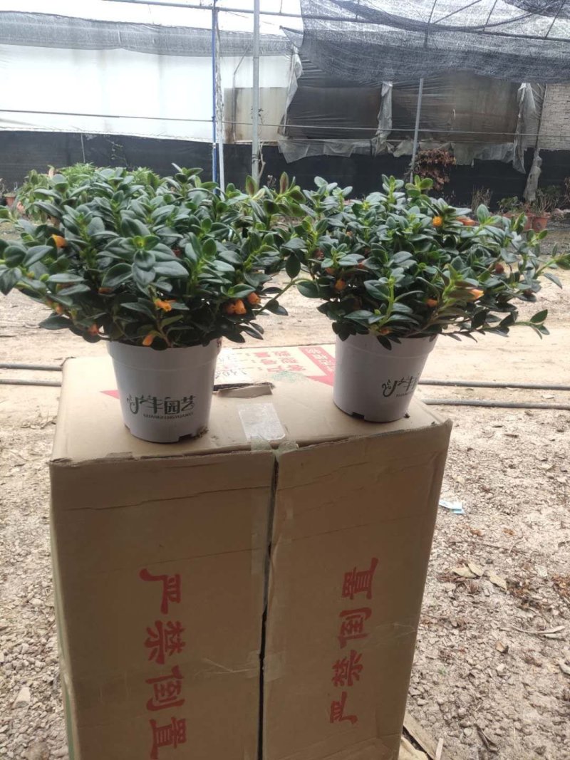 130特级有鱼金鱼花到货，一件24颗，10元颗型大漂亮，