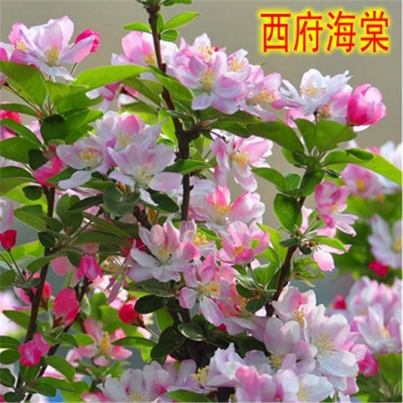 西府海棠，基地直销，规格齐全价格低货源充足，一手货