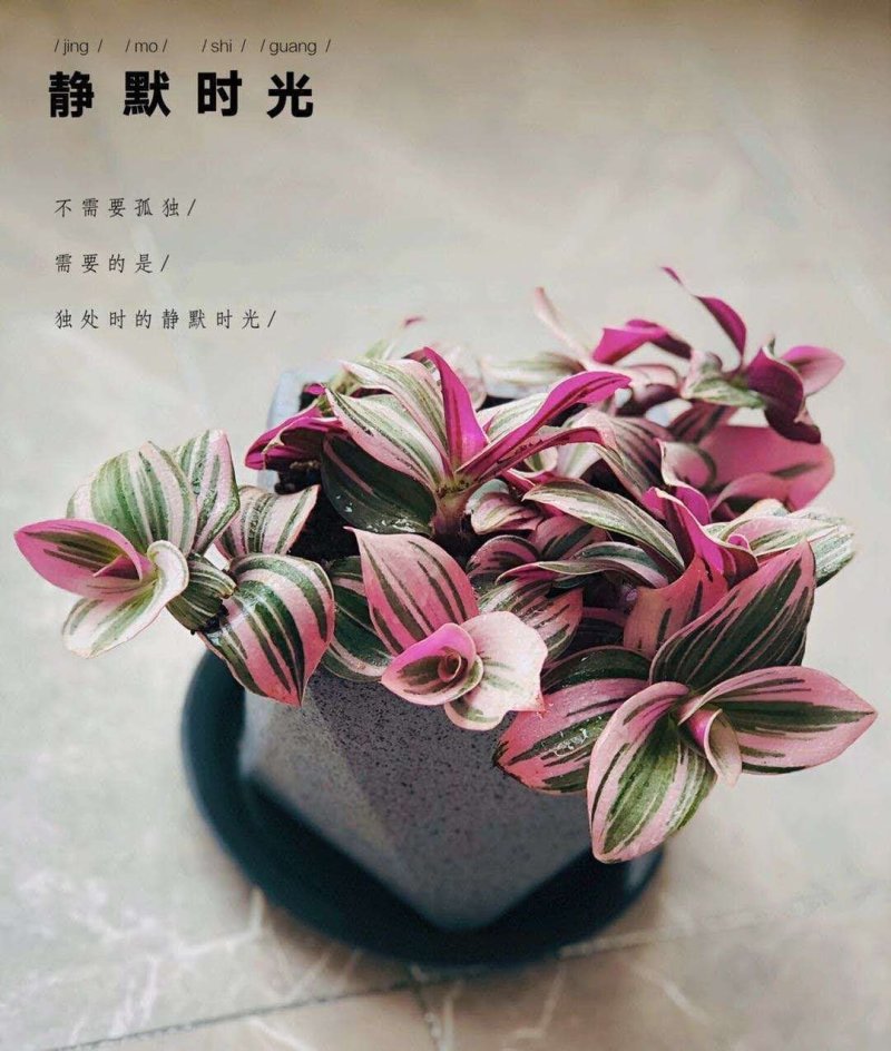 120精品油画紫露，一件30颗，12元颜色很漂亮，
