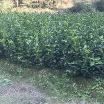 油茶小苗