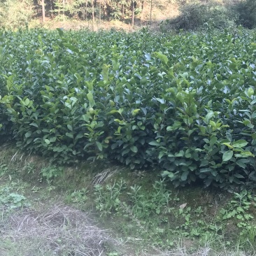油茶小苗