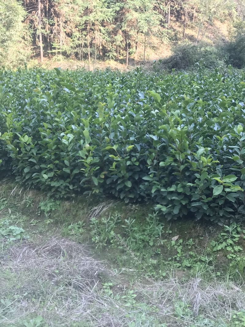 油茶小苗